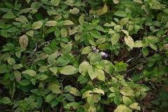 Strobilanthes heyneanus
